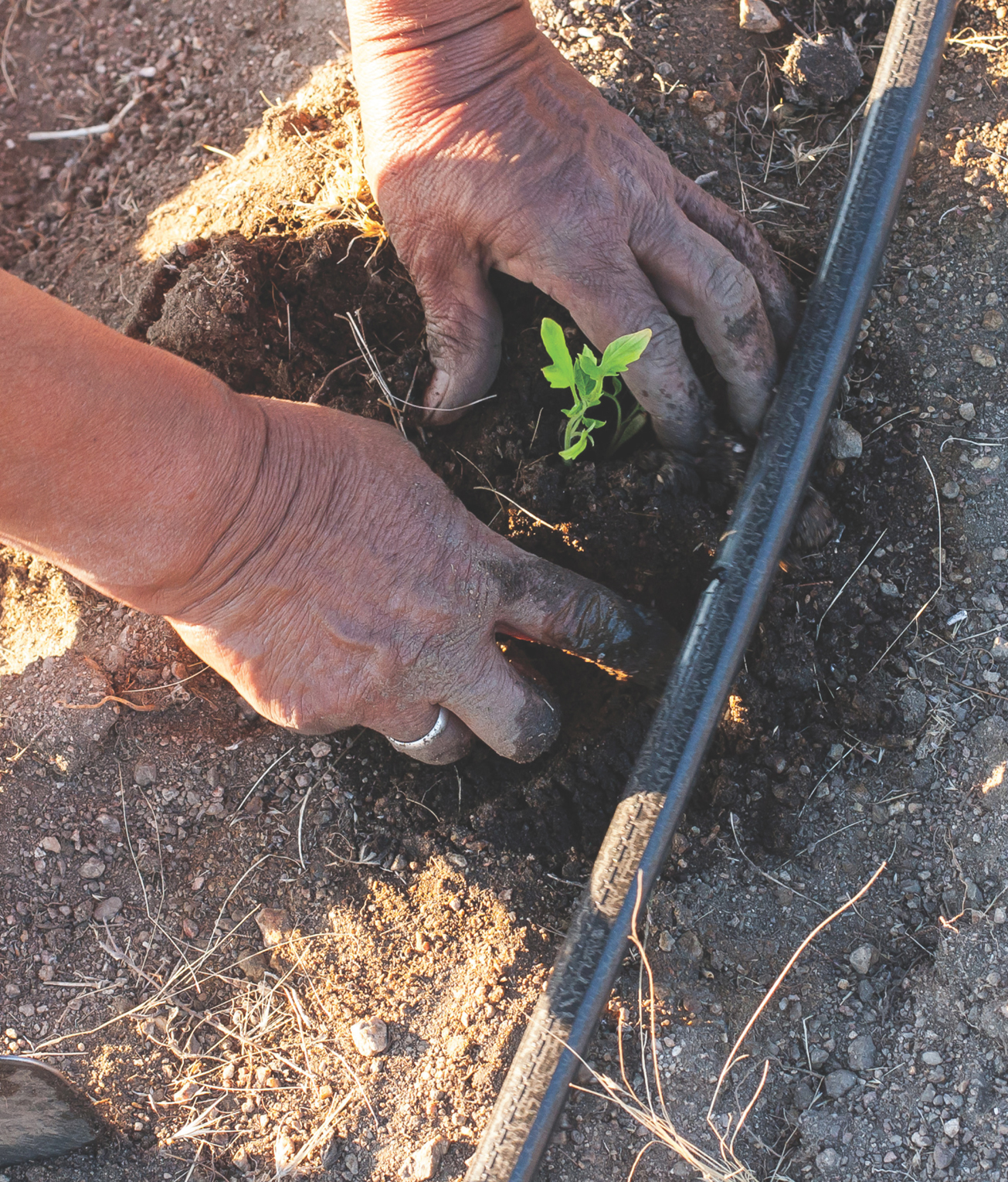 Growing vegetables in drought desert dry times the complete guide to organic gardening without wasting water - photo 3