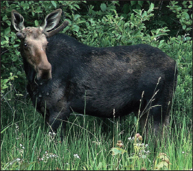 This 3-year-old bull moose with budding antlers still in velvet is feeding on - photo 4