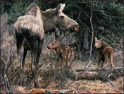 A very protective moose mother in spring with two week-old nursing calves - photo 7