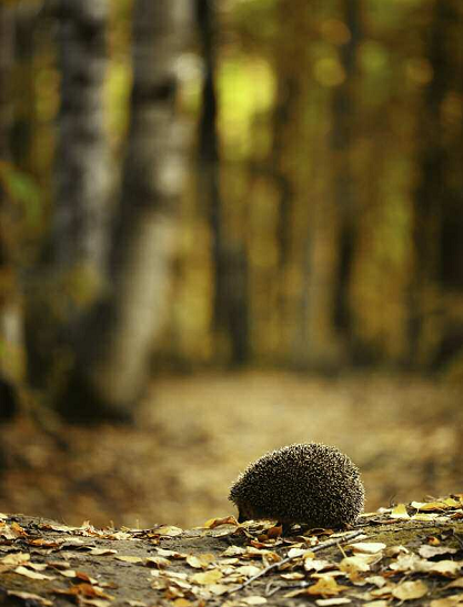 What is a Hedgehog Few mammals are as immediately identifiable as the - photo 4