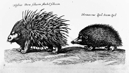 Hedgehogs and porcupines are very different creatures and even when the - photo 5