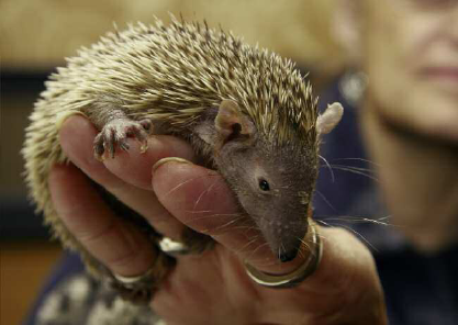 A lesser hedgehog tenrec Echinops telfairi endemic to Madagascar displays - photo 6