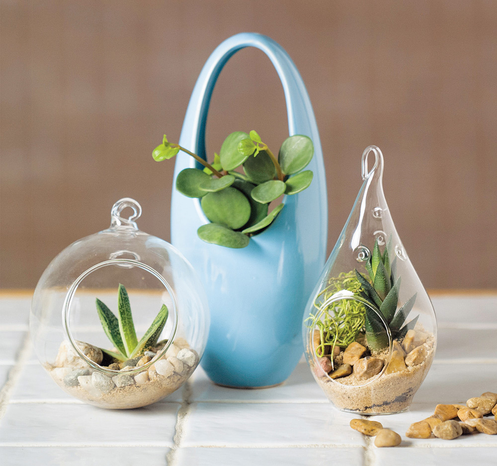 Just what is a terrarium Terrariums create an enclosed ecosystem that mimics - photo 4