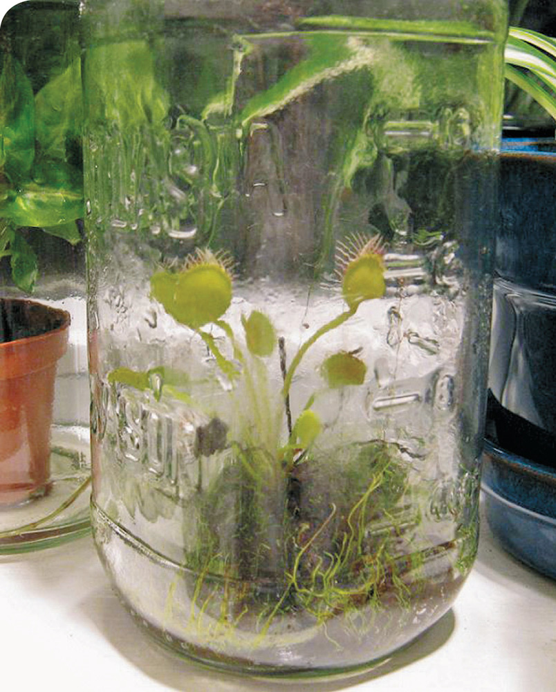 This Venus fly trap Dionaea species lived in this jar for several years with - photo 6