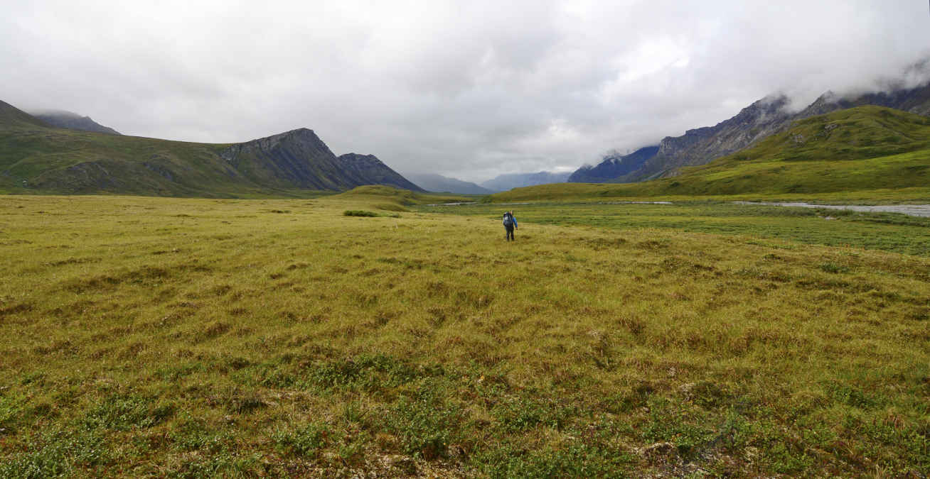Arctic tundra consists of low-growing plants growing on a treeless plain - photo 2