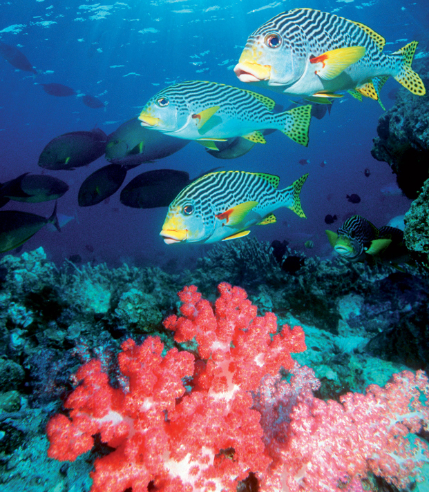 Lined sweetlips GEORGETTE DOUWMAGETTY IMAGES Cameron Highlands Land - photo 37