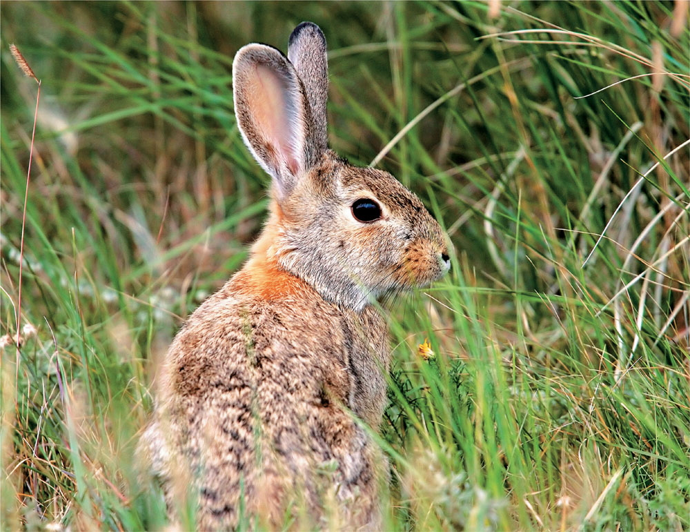 Hunting can occur in many different locales such as in grassy fields which - photo 4