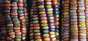 The Indian corn found by the Pilgrims was various colors including yellow - photo 7