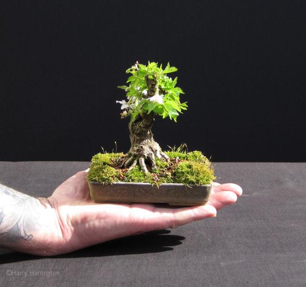 Prunus incisa Kojo-no-maiFuji Cherry mame bonsai by Harry Harrington The - photo 1