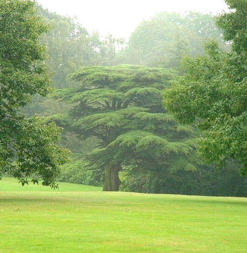 Trees growing in the wild can elicit a number of emotions in all of us they - photo 2