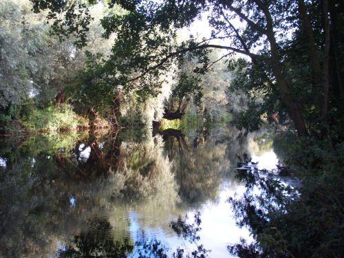 Or create a feeling of serenity and calmness as this old Salix caprea growing - photo 3