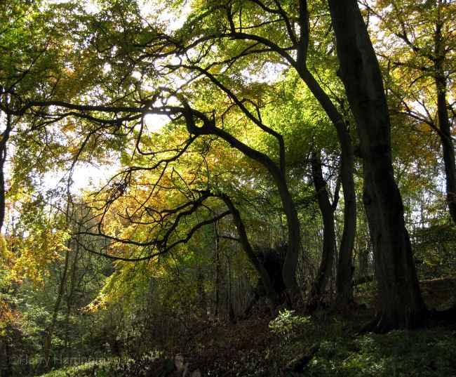 Some trees can remind us of lost memories of forgotten times and places as - photo 4