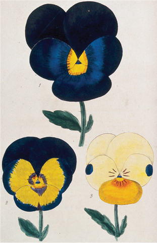 X Three different varieties of pansies from Joseph Harrisons Floricultural - photo 12