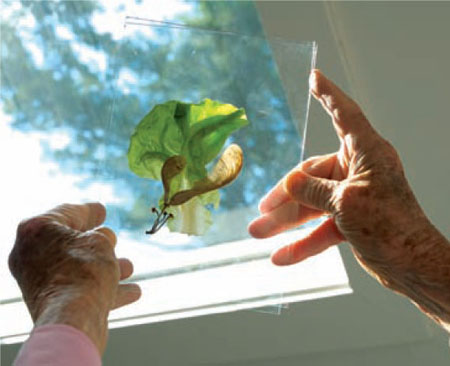 ABOVE Choosing objects with translucent properties Maggie enlarges them in - photo 5