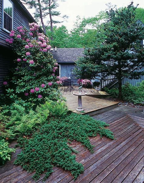 ABOVE The geometry of the cedar decking makes a striking visual statement - photo 6