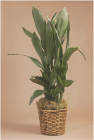 Cast-Iron Plant Aspidistra elatior Light Low to medium Moisture Water - photo 2