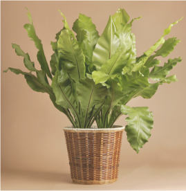 Birds Nest Fern Asplenium nidus Light Medium to bright Moisture Keep - photo 4