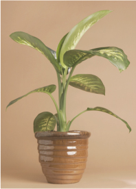 Dumb Cane Dieffenbachia hybrids Light Medium Moisture Water when soil - photo 7