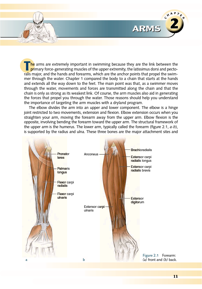 Swimming Anatomy - photo 12