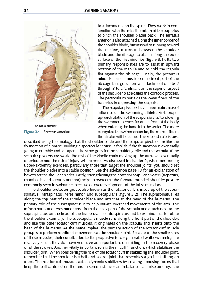 Swimming Anatomy - photo 34