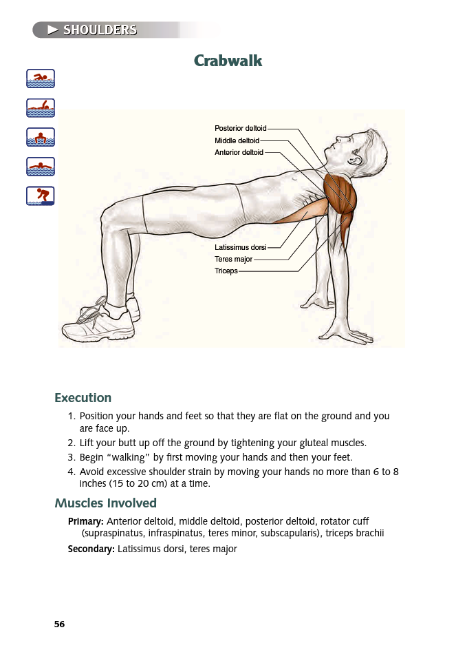 Swimming Anatomy - photo 56