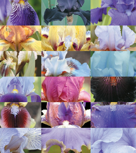 A Guide to Bearded Irises CULTIVATING THE RAINBOW FOR BEGINNERS AND - photo 2