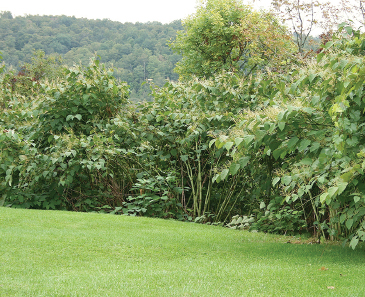 A thicket of Japanese knotweed hovers on the sidelines annually encroaching - photo 2