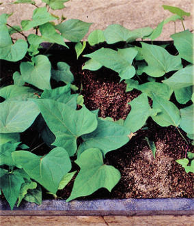 These Kumara sweet potato plantsare growing in a fiberglass container filled - photo 2