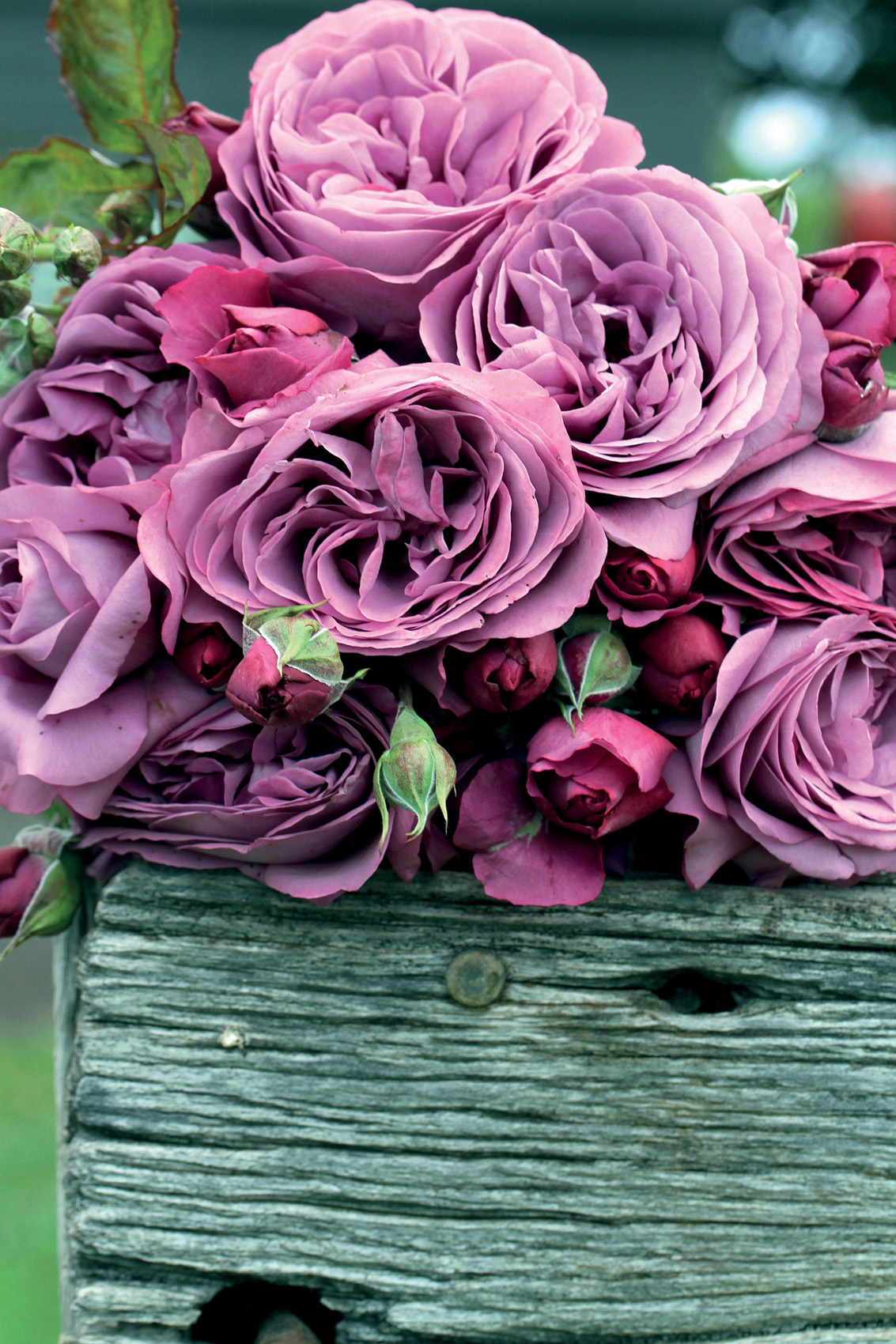Beautiful healthy roses like PlumPerfect are part of a new trend toward - photo 2
