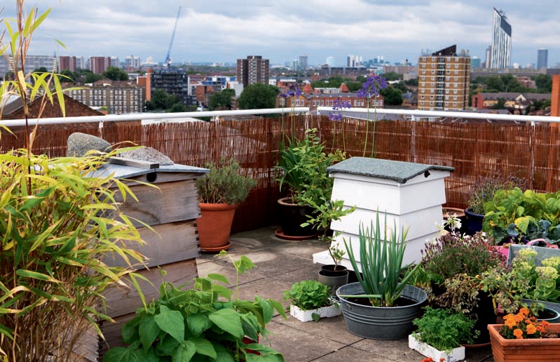 Urban buzz beehives and crops co-exist happily on a city rooftop From simple - photo 7