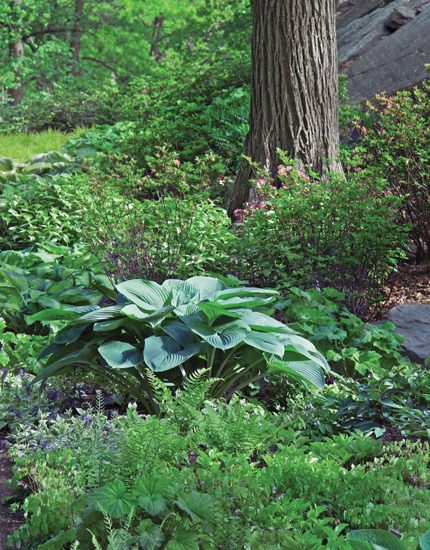 CONTENTS Plants like white foamflower Tiarella - photo 3