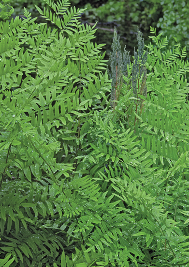 The New Shade Garden Creating a Lush Oasis in the Age of Climate Change - photo 1