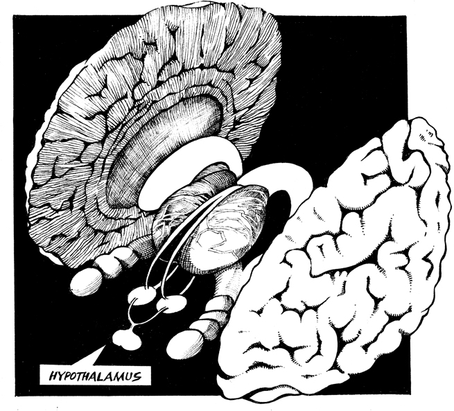 HYPOTHALAMUS These cells are linked to the retina of our eyes and appear to - photo 5