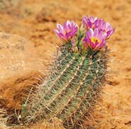 Southeastern Utah is so filled with staggering beauty drama and power that it - photo 9