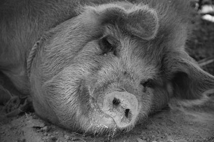 The pig is easily one of the smartest animals youll find on the farm if not - photo 4