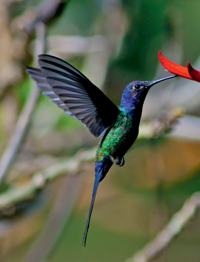 Humming birds feed on nectar During the books compilation I used a number of - photo 3