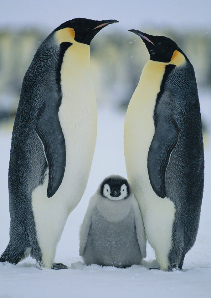 Emperor Penguins with chick You will find the text liberally sprinkled with - photo 4