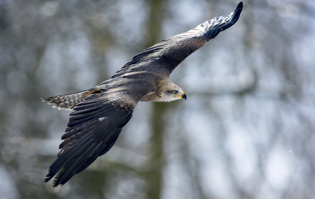 All birds including this Black Kite have feathers Are birds warm-blooded - photo 5