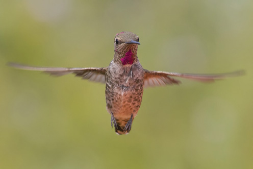 Annas Hummingbird hovering Satisfied that he knows who and what you are the - photo 5