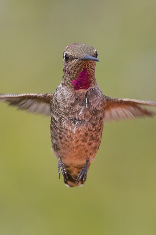 Annas Hummingbird CHAPTER 1 What Is Hummingbird Gardening It is a calm - photo 4