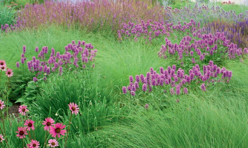 Health and beauty flourish together in a close-knit diverse plant community - photo 2