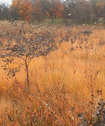 The restful mid-November beauty of a true prairie restoration the Schullenburg - photo 3