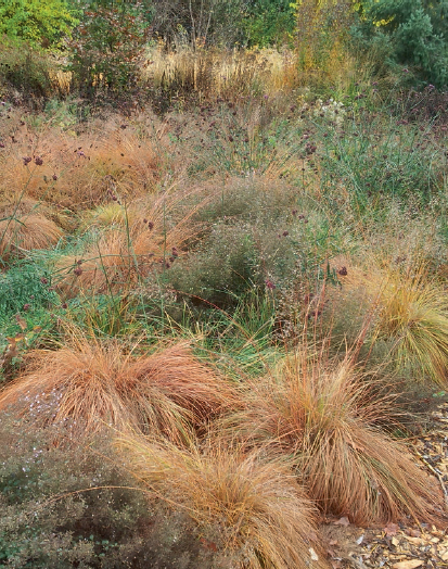 The gentle soft brown texture of Sporobolus heterolepis the narrow blue - photo 4