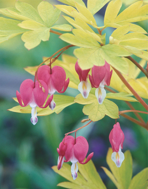 The Perennial Gardeners Design Primer Stephanie Cohen Nancy J Ondra - photo 1