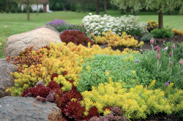 Few plants can compete with sedums for sheer range of colors and versatility - photo 3