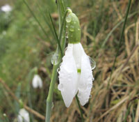 The little flowers emerge bravely into a bleak landscape Snowdrops appeal - photo 4