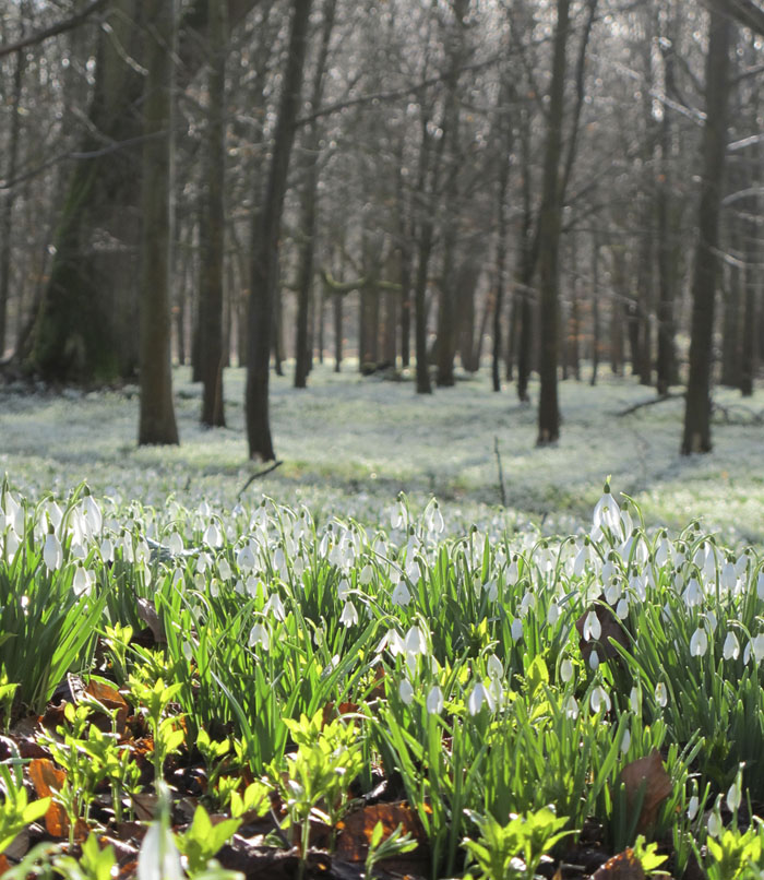 Galanthus nivalis runs riot in the woods at Welford Park The little flowers - photo 3