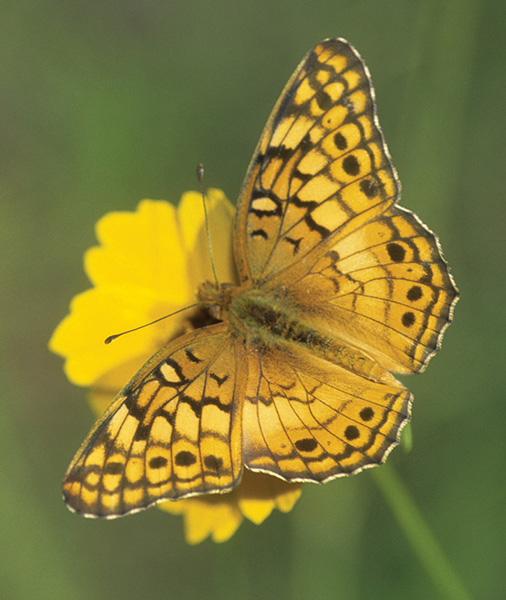 A variegated fritillary Euptoieta claudia rests on coreopsis a plant - photo 1