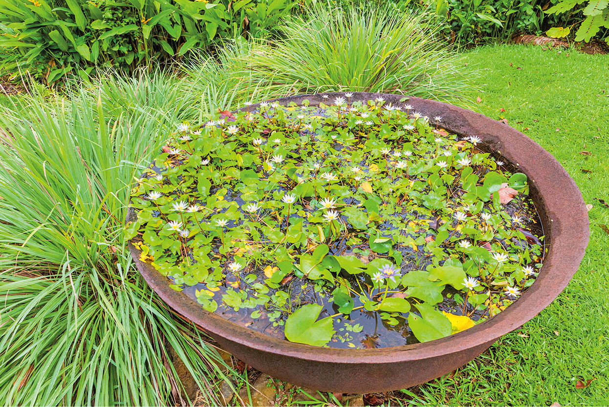 Top Attraction 10 iStock Mamiku Gardens A delightful botanical garden for - photo 13