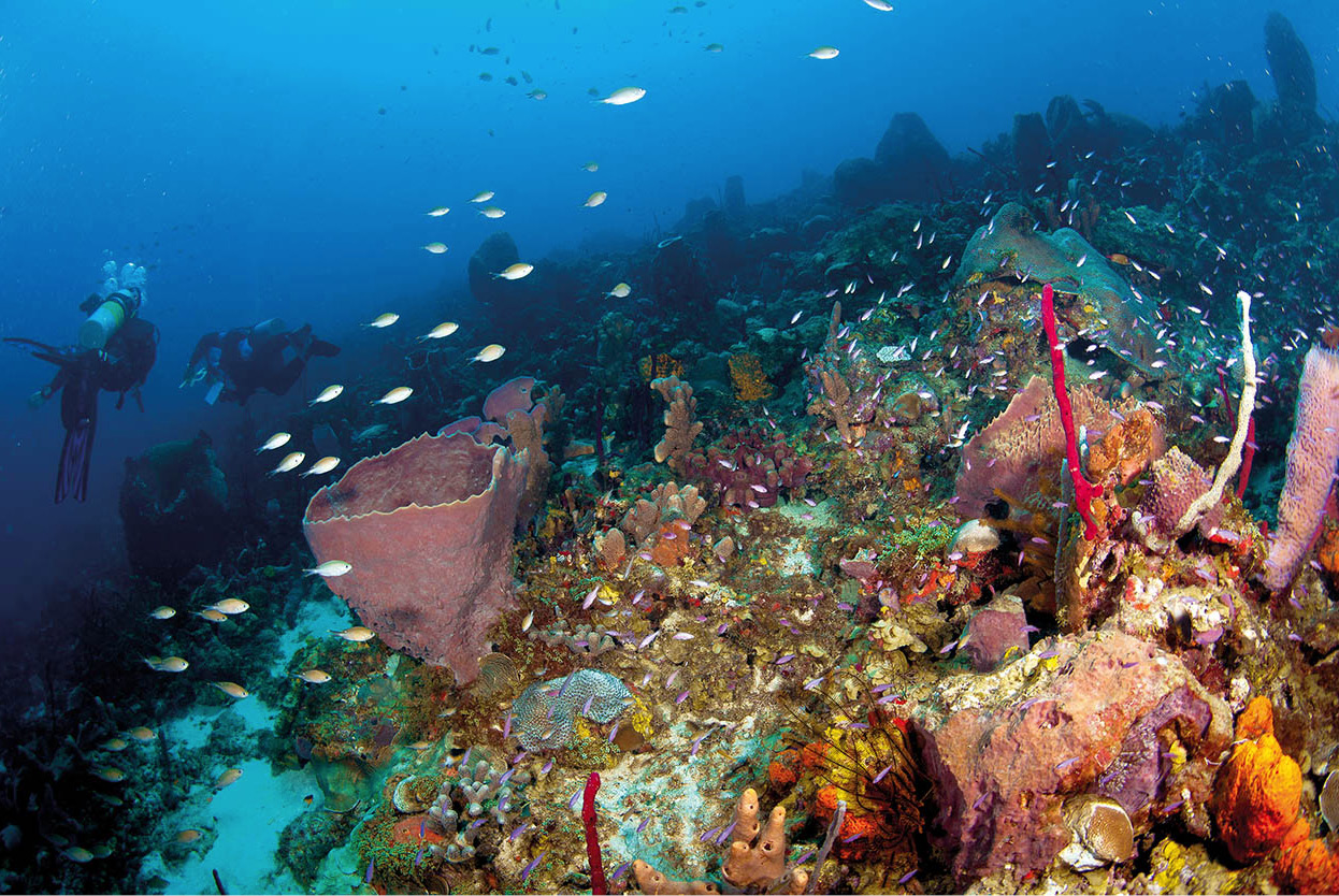 Top Attraction 5 iStock Anse Chastenet Snorkel or dive to see the colourful - photo 8